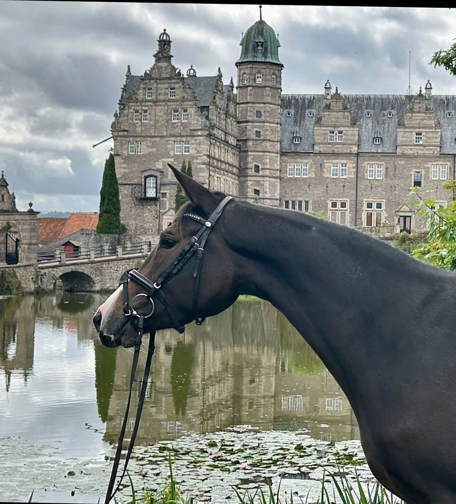 Trakehner Stute  Giavedia (dreijährig) - Trakehner Gestüt Hämelschenburg - Foto Beate Langels