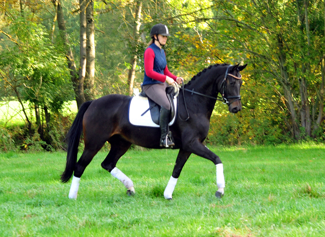 Schwalbenzauber - Oldenburger Stute von De Niro u.d. Schwalbendiva v. Totilas - Oktober 2019
 - Trakehner Gestt Hmelschenburg - Beate Langels