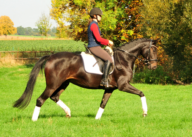Schwalbenzauber - Oldenburger Stute von De Niro u.d. Schwalbendiva v. Totilas - Oktober 2019
 - Trakehner Gestt Hmelschenburg - Beate Langels