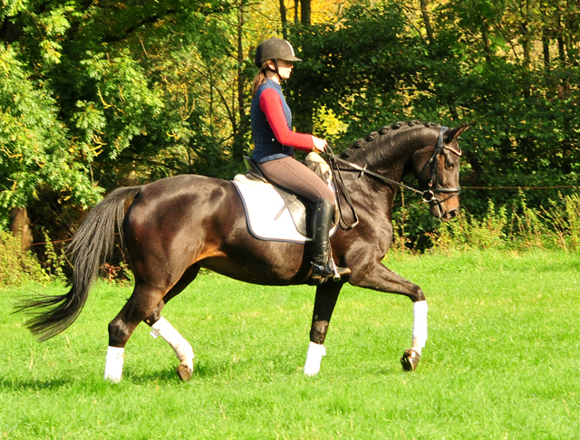 Schwalbenzauber - Oldenburger Stute von De Niro u.d. Schwalbendiva v. Totilas - Oktober 2019
 - Trakehner Gestt Hmelschenburg - Beate Langels