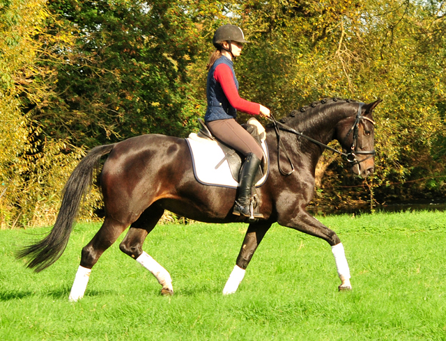 Schwalbenzauber - Oldenburger Stute von De Niro u.d. Schwalbendiva v. Totilas - Oktober 2019
 - Trakehner Gestt Hmelschenburg - Beate Langels