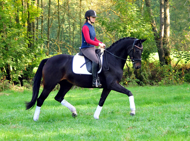 Schwalbenzauber - Oldenburger Stute von De Niro u.d. Schwalbendiva v. Totilas - Oktober 2019
 - Trakehner Gestt Hmelschenburg - Beate Langels