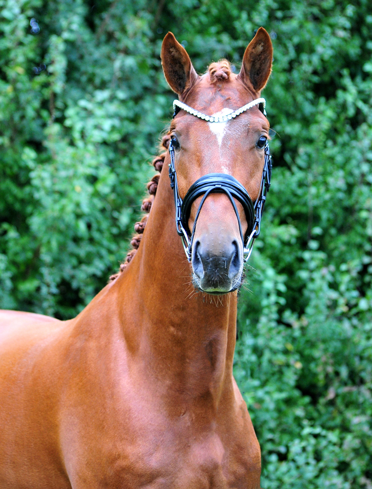 Verhoeven - Trakehner v. Schpitzer u.d. Pr.A. Valentine v. High Motion - Foto: Beate Langels