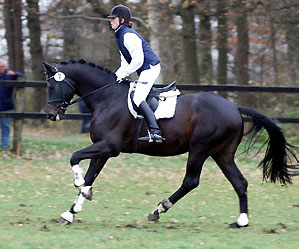 Trakehner Hengst Songline v. Summertime u.d. Pr.St. Schwalbenspiel v. Exclusiv, Züchter: Gestüt Hämelschenburg Beate Langels