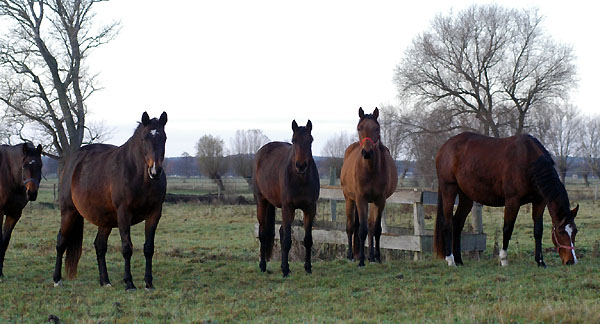 Pr.St. Glorilou v. Shavalou, Elitestute Gloriette v. Kostolany, Stute v. Pricolino und rechts Karalina v. Exclusiv Foto: Beate Langels