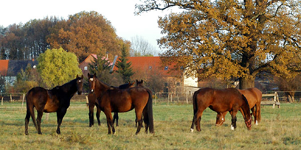 Junge Stuten im Gestt Schplitz, Foto: Beate Langels