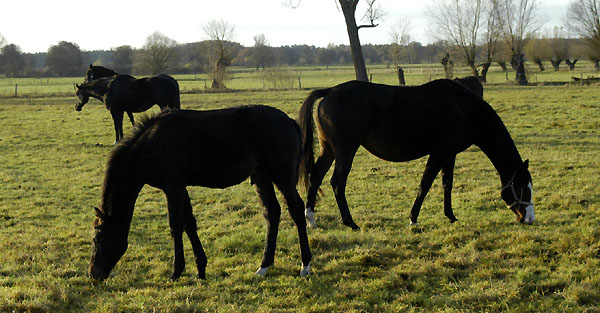 Synthara v. Exclusiv mit Hengstfohlen v. King Arthur (Bes. Fam. Hoerdemann) - im Gestt Schplitz, Foto: Beate Langels