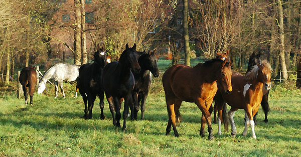 Gruppe der Wallache im Gestt Schplitz, Foto: Beate Langels