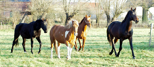 Gruppe der Wallache im Gestt Schplitz, Foto: Beate Langels