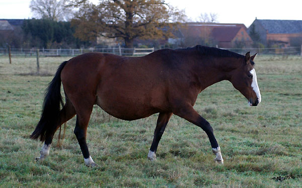 Gracia Patrizia von Alter Fritz u.d. Elitestute Gloriette v. Kostolany, Foto: Beate Langels