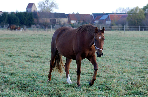 Gestt Schplitz, Foto: Beate Langels