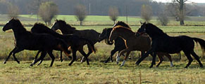 Herbst 2009 im Trakehner Gestüt Schplitz