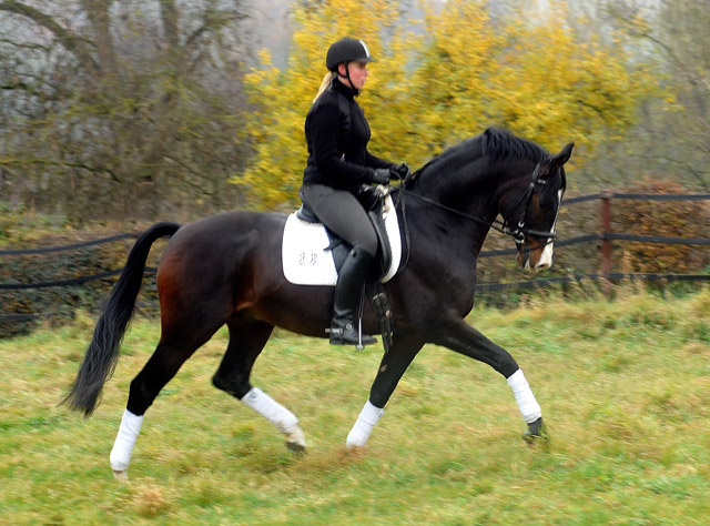 Prämienhengst SHAVALOU v. Freudenfest u.d. Elitestute Schwalbenspiel v. Exclusiv - 15. November 2012 - Foto: Beate Langels - Trakehner Gest t H melschenburg