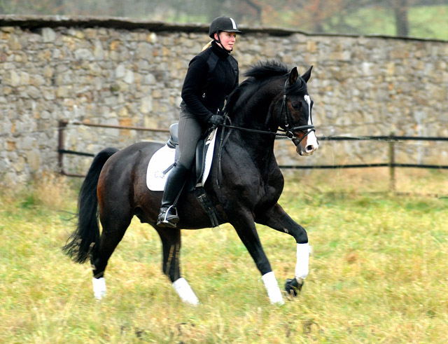 Prämienhengst SHAVALOU v. Freudenfest u.d. Elitestute Schwalbenspiel v. Exclusiv - 15. November 2012 - Foto: Beate Langels - Trakehner Gest t H melschenburg