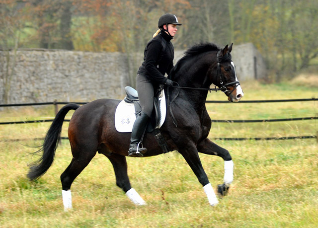 Prämienhengst SHAVALOU v. Freudenfest u.d. Elitestute Schwalbenspiel v. Exclusiv - 15. November 2012 - Foto: Beate Langels - Trakehner Gest t H melschenburg