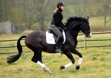 Prämienhengst SHAVALOU v. Freudenfest u.d. Elitestute Schwalbenspiel v. Exclusiv - 15. November 2012 - Foto: Beate Langels - Trakehner Gest t H melschenburg
