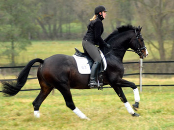 Prmienhengst SHAVALOU v. Freudenfest u.d. Elitestute Schwalbenspiel v. Exclusiv - 15. November 2012 - Foto: Beate Langels - Trakehner Gestt Hmelschenburg