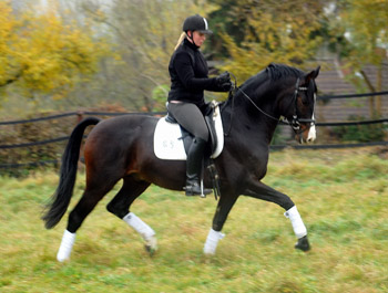 Prämienhengst SHAVALOU v. Freudenfest u.d. Elitestute Schwalbenspiel v. Exclusiv - 15. November 2012 - Foto: Beate Langels - Trakehner Gest t H melschenburg