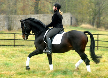 Prämienhengst SHAVALOU v. Freudenfest u.d. Elitestute Schwalbenspiel v. Exclusiv - 15. November 2012 - Foto: Beate Langels - Trakehner Gest t H melschenburg