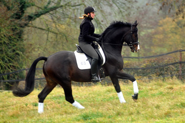 Prmienhengst SHAVALOU v. Freudenfest u.d. Elitestute Schwalbenspiel v. Exclusiv - 15. November 2012 - Foto: Beate Langels - Trakehner Gestt Hmelschenburg