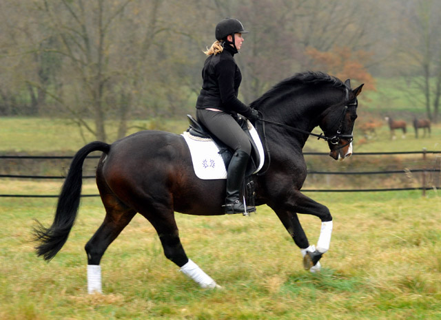 Prämienhengst SHAVALOU v. Freudenfest u.d. Elitestute Schwalbenspiel v. Exclusiv - 15. November 2012 - Foto: Beate Langels - Trakehner Gest t H melschenburg