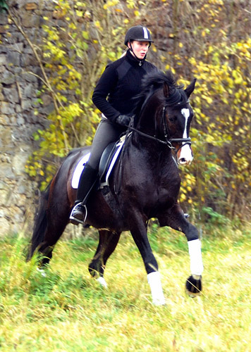 Prämienhengst SHAVALOU v. Freudenfest u.d. Elitestute Schwalbenspiel v. Exclusiv - 15. November 2012 - Foto: Beate Langels - Trakehner Gest t H melschenburg