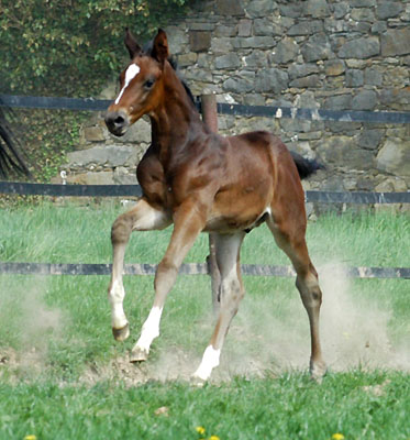 Trakehner Hengstfohlen von Exclusiv u.d. Vicenza v. Showmaster - Foto: Beate Langels, Trakehner Gestt Hmelschenburg