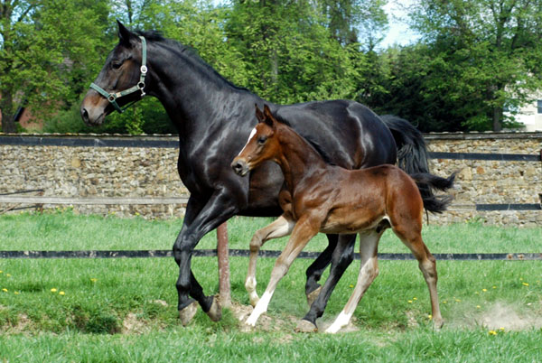 Trakehner Hengstfohlen von Exclusiv u.d. Vicenza v. Showmaster - Foto: Beate Langels, Trakehner Gestt Hmelschenburg