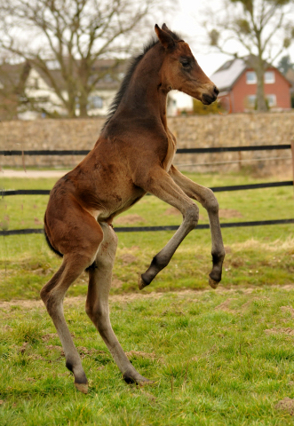 Stutfohlen von High Motion u.d. Elitestute Vicenza v. Showmaster - Foto Beate Langels - Gestt Schplitz