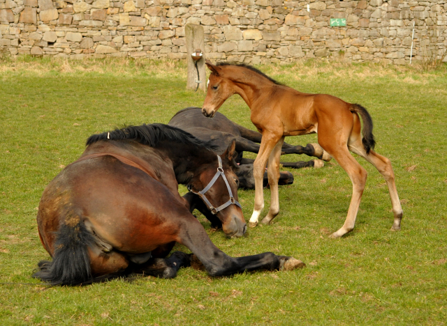Hengstfohlen von High Motion u.d. Schwalbenlicht v. Imperio - Trakehner Gestt Hmelschenburg - Beate Langels