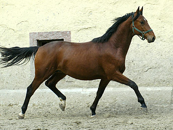 Zweijhriger Hengst von Khedira Summertime u.d. ESt. Kalmar v. Exclusiv - Trakehner Gestt Hmelschenburg - Foto: Beate Langels