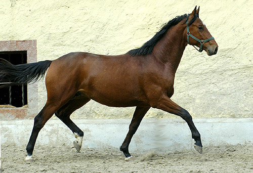 Zweijhriger Hengst Khedira von Summertime u.d. ESt. Kalmar v. Exclusiv - Trakehner Gestt Hmelschenburg - Foto: Beate Langels