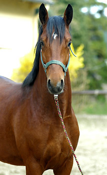 Zweijhriger Hengst Khedira von Summertime u.d. ESt. Kalmar v. Exclusiv - Trakehner Gestt Hmelschenburg - Foto: Beate Langels