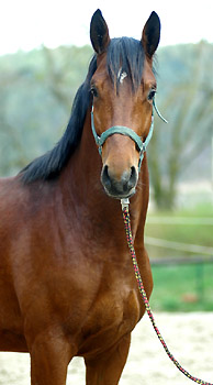 Zweijhriger Hengst Khedira von Summertime u.d. ESt. Kalmar v. Exclusiv - Trakehner Gestt Hmelschenburg - Foto: Beate Langels