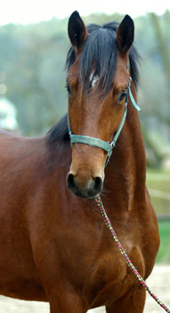 Zweijhriger Hengst Khedira von Summertime u.d. ESt. Kalmar v. Exclusiv - Trakehner Gestt Hmelschenburg - Foto: Beate Langels