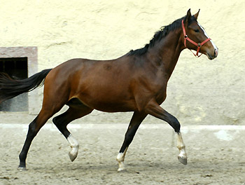 Zweijhriger Hengst von Exclusiv u.d. Gwendolyn v. Maestro, Foto: Beate Langels, Gestt Hmelschenburg