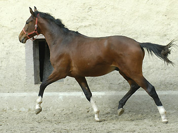 Zweijhriger Hengst von Exclusiv u.d. Gwendolyn v. Maestro, Foto: Beate Langels, Gestt Hmelschenburg