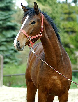 Hengst von Exclusiv u.d. Gwendolyn v. Maestro u.d. Elitestute Gloriette v. Kostolany - Trakehner Gestt Hmelschenburg, Foto: Beate Langels