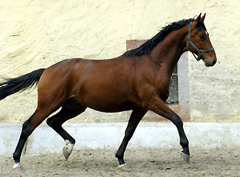 Zweijhriger Hengst von Khedira Summertime u.d. ESt. Kalmar v. Exclusiv - Trakehner Gestt Hmelschenburg - Foto: Beate Langels