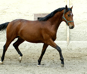 Zweijhriger Hengst von Khedira Summertime u.d. ESt. Kalmar v. Exclusiv - Trakehner Gestt Hmelschenburg - Foto: Beate Langels