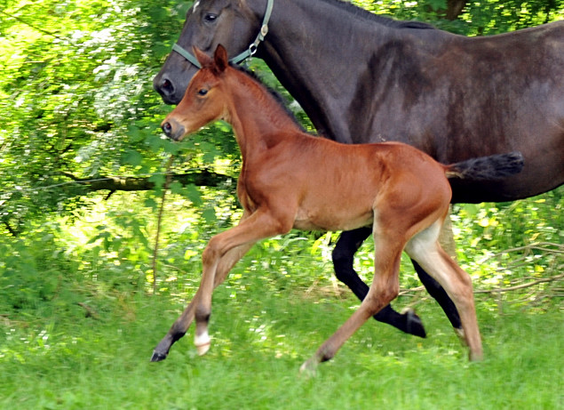 Stutfohlen von Oliver Twist u.d. Pr.u.StPrSt. Vittoria v. Exclusiv - Trakehner Gestt Hmelschenburg - Foto: Beate Langels - 
Trakehner Gestt Hmelschenburg
