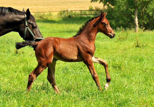 Stutfohlen von Oliver Twist u.d. Pr.u.StPrSt. Vittoria v. Exclusiv - Trakehner Gestt Hmelschenburg - Foto: Beate Langels - 
Trakehner Gestt Hmelschenburg