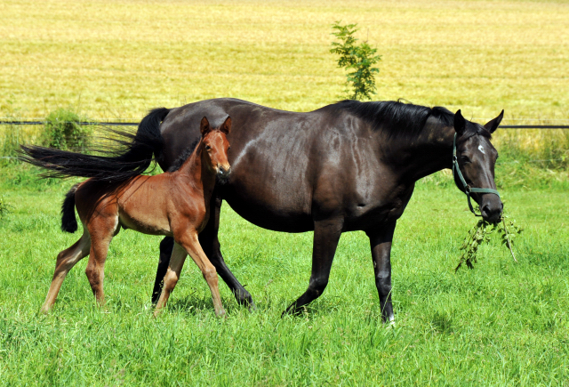 Stutfohlen von Oliver Twist u.d. Pr.u.StPrSt. Vittoria v. Exclusiv - Trakehner Gestt Hmelschenburg - Foto: Beate Langels - 
Trakehner Gestt Hmelschenburg