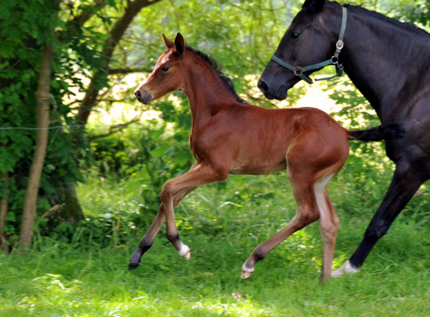 Stutfohlen von Oliver Twist u.d. Pr.u.StPrSt. Vittoria v. Exclusiv - Trakehner Gestt Hmelschenburg - Foto: Beate Langels - 
Trakehner Gestt Hmelschenburg