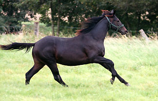 Trakehner Hengst von Summertime u.d. Greta Garbo