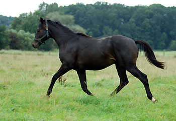 Colt by Summertime out of Champion mare Greta Garbo