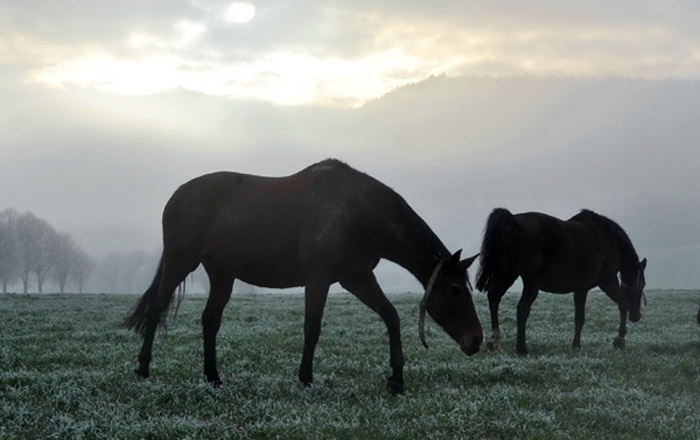 Unsere Stuten auf der Feldweide 16. Januar 2012 - Foto: Beate Langels - Trakehner Gestt Hmelschenburg