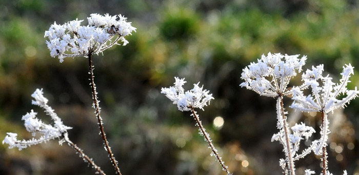 Ein Tag im Januar 2012 - Foto: Beate Langels - Trakehner Gestt Hmelschenburg