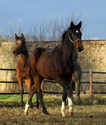Jhrlingshengst von Exclusiv u.d. Vicenza, dahinter Jhrlingsstute v. Imperio u.d. Schwalbenspiel - im Januar 2012 - Foto: Beate Langels - Trakehner Gestt Hmelschenburg