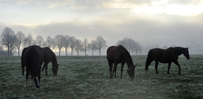 Unsere Stuten auf der Feldweide 16. Januar 2012 - Foto: Beate Langels - Trakehner Gestt Hmelschenburg
